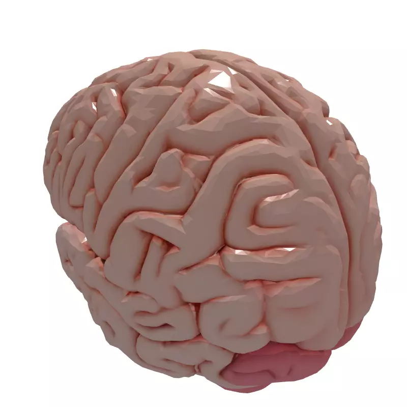 Realistic Human Brain 3D Model Low-poly 3D model_6