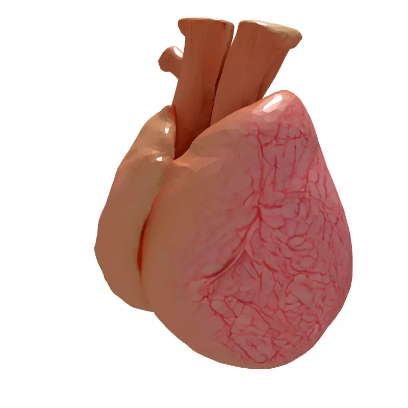 Realistic Anatomical Human Heart Model Low-poly 3D model_6
