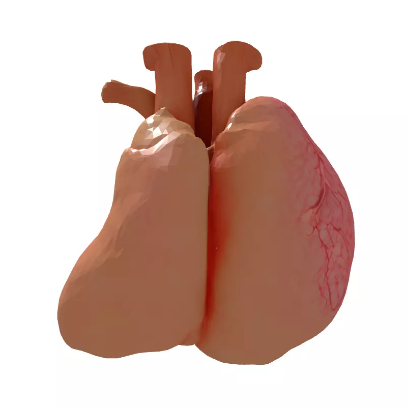 Realistic Anatomical Human Heart Model Low-poly 3D model_7