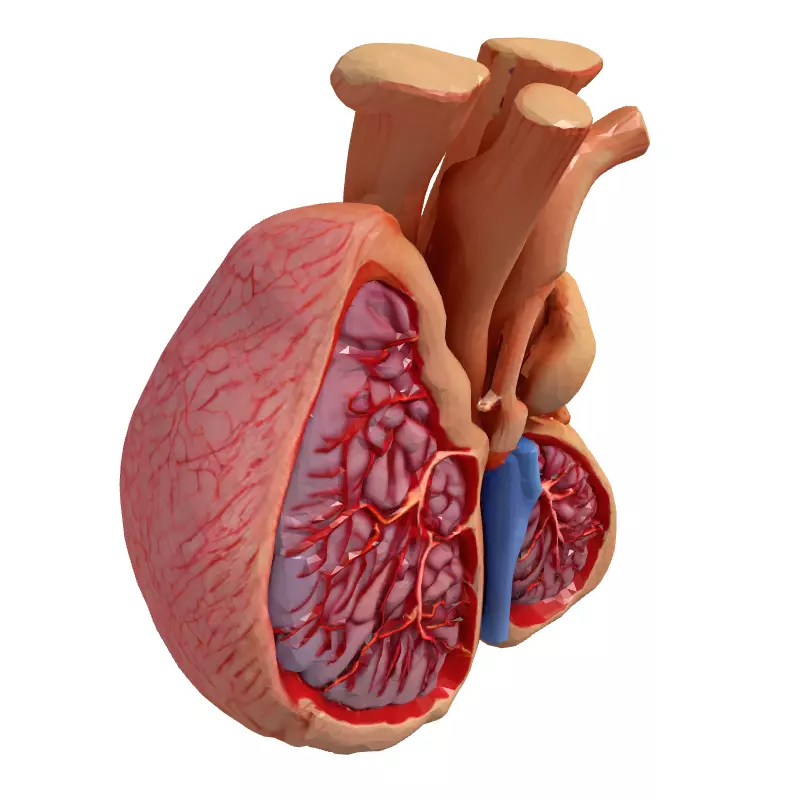 Realistic Anatomical Human Heart Model Low-poly 3D model_3