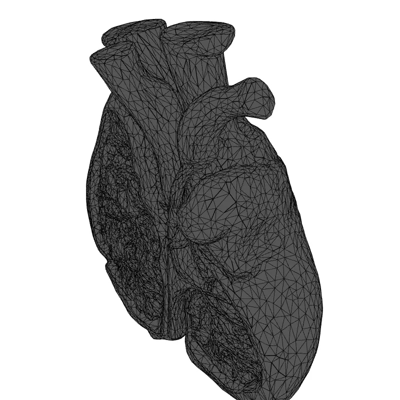 Realistic Anatomical Human Heart Model Low-poly 3D model_9