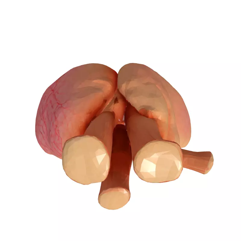 Realistic Anatomical Human Heart Model Low-poly 3D model_8