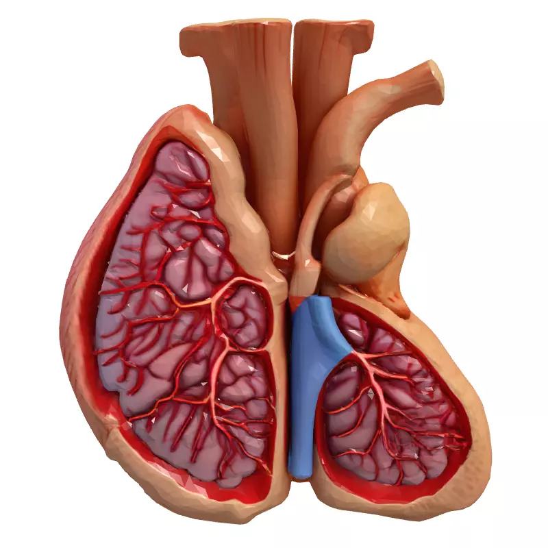 Realistic Anatomical Human Heart Model Low-poly 3D model_4