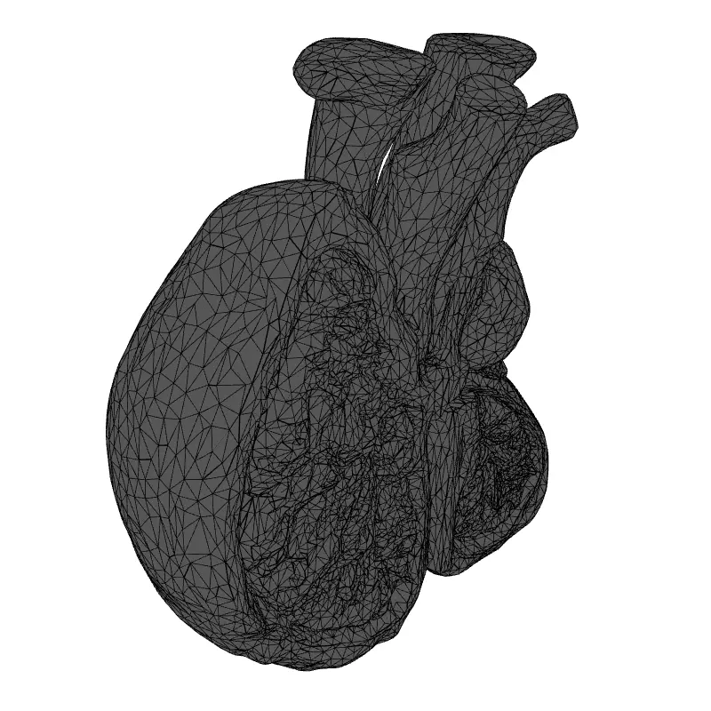 Realistic Anatomical Human Heart Model Low-poly 3D model_1
