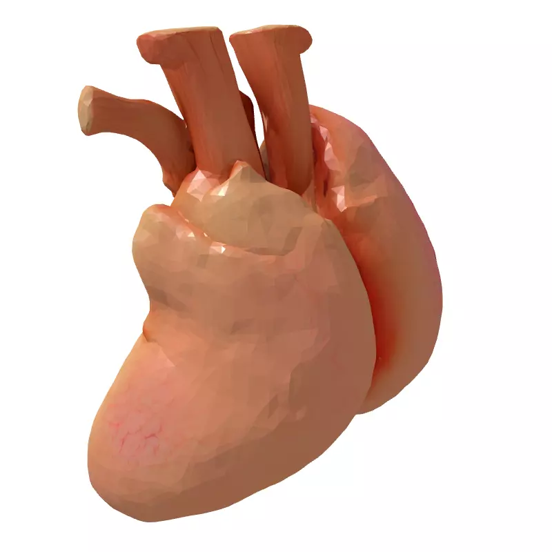 Realistic Anatomical Human Heart Model Low-poly 3D model_5