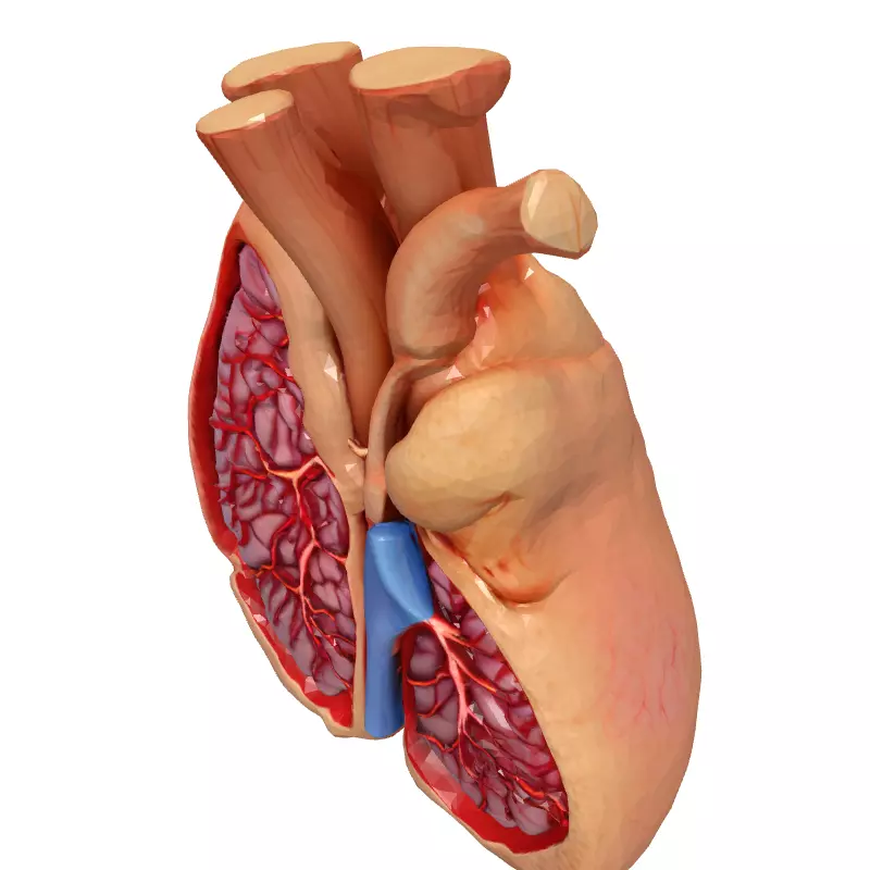 Realistic Anatomical Human Heart Model Low-poly 3D model_2