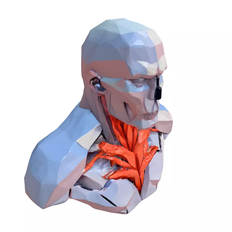 Low Poly Anatomical Male Torso Low-poly 3D model_3