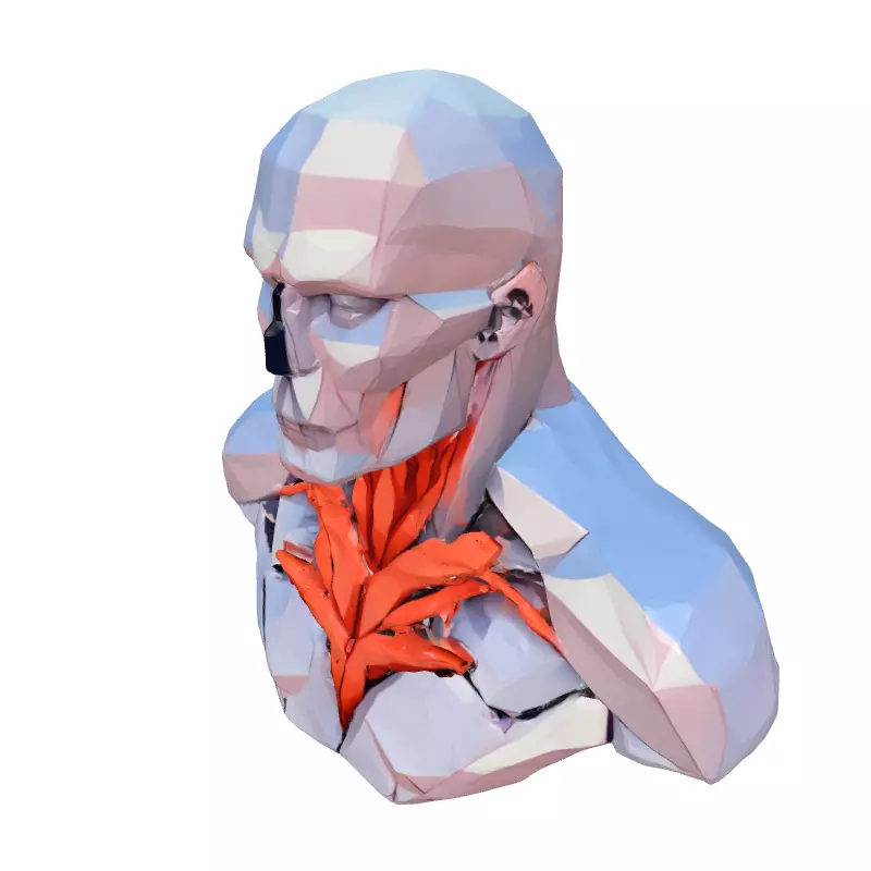 Low Poly Anatomical Male Torso Low-poly 3D model_2