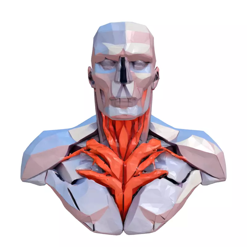 Low Poly Anatomical Male Torso Low-poly 3D model_4