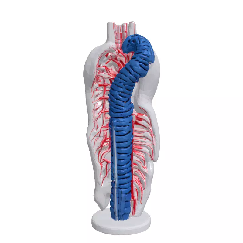 Stylized Human Spine and Vessels Low-poly 3D model_4