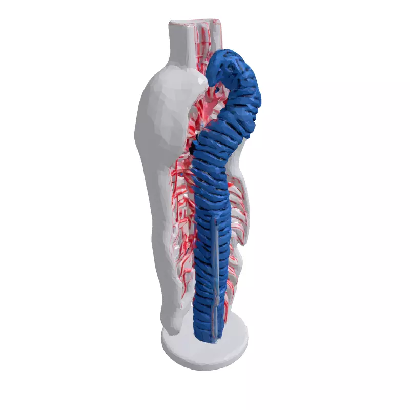 Stylized Human Spine and Vessels Low-poly 3D model_3