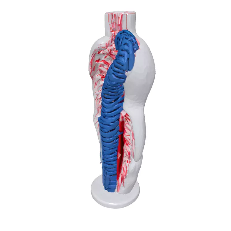 Stylized Human Spine and Vessels Low-poly 3D model_2