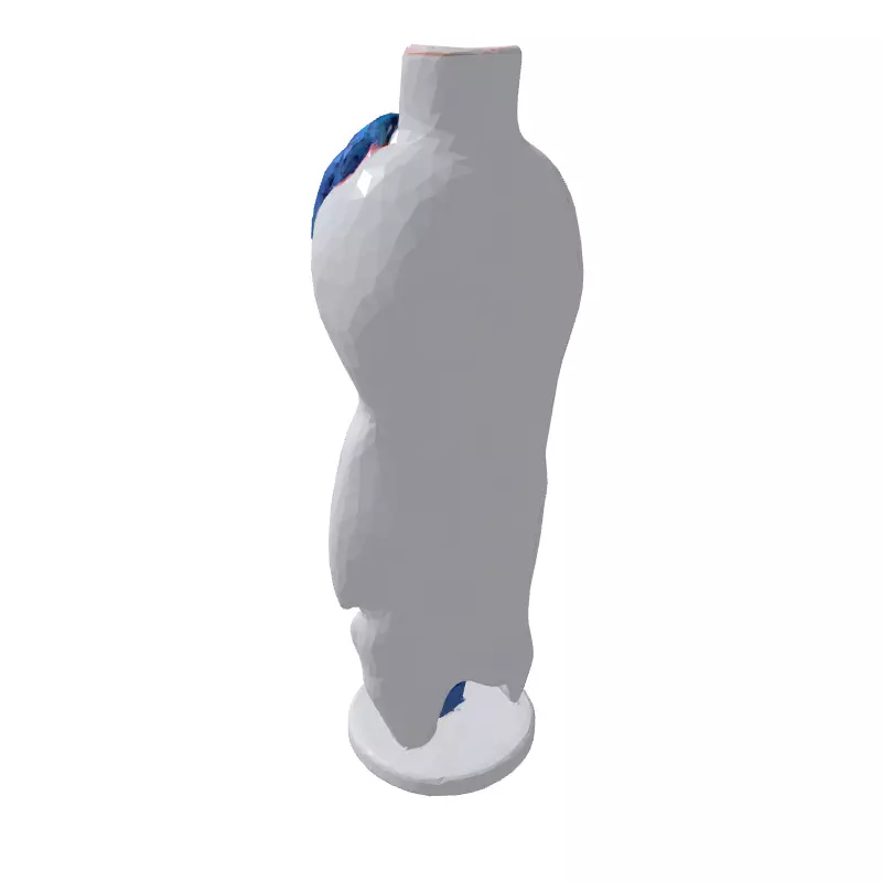 Stylized Human Spine and Vessels Low-poly 3D model_5