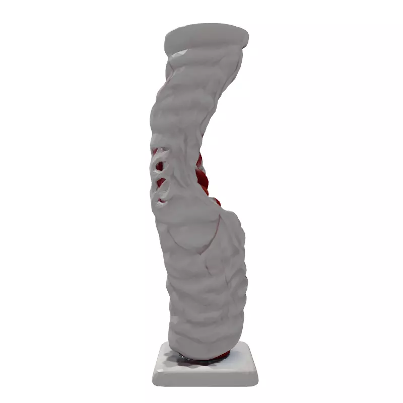 Realistic 3D Human Spine Model Low-poly 3D model_7
