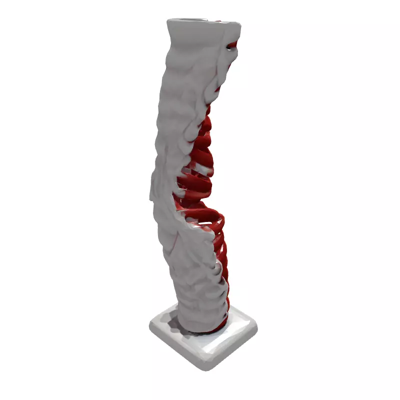 Realistic 3D Human Spine Model Low-poly 3D model_6