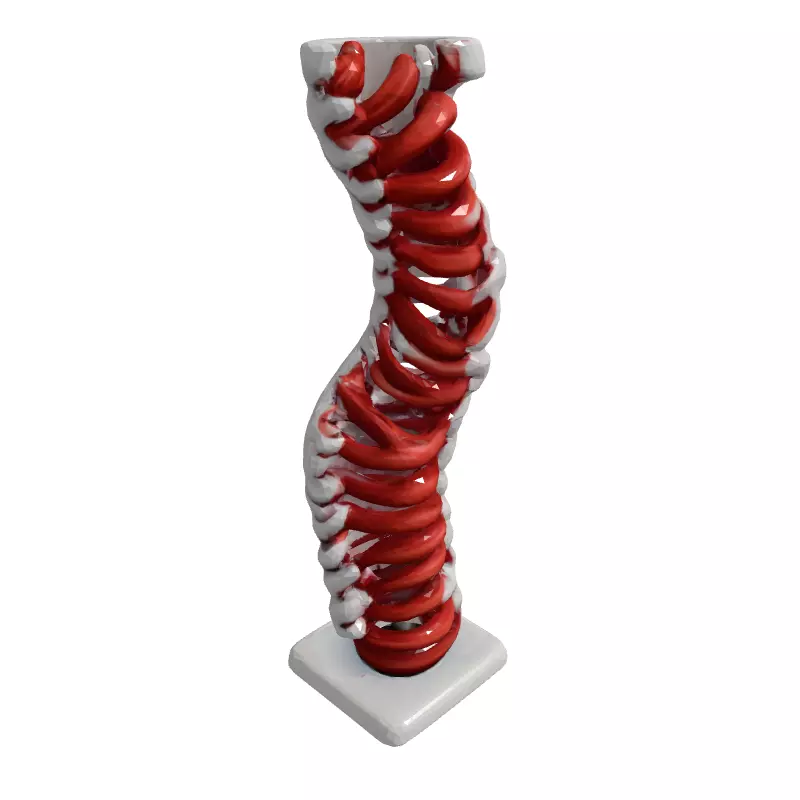 Realistic 3D Human Spine Model Low-poly 3D model_3