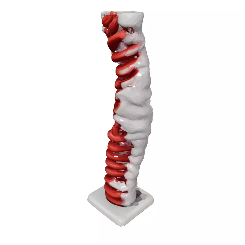 Realistic 3D Human Spine Model Low-poly 3D model_2