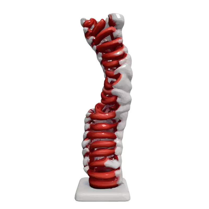 Realistic 3D Human Spine Model Low-poly 3D model_4