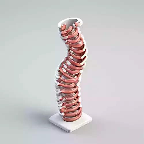 Realistic 3D Human Spine Model Low-poly 3D model Realistic 3D Human Spine Model Low-poly 3D model