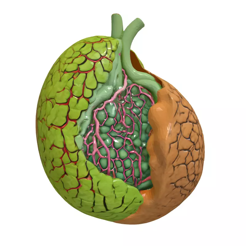 Healthy vs Cirrhotic Liver 3D Model Low-poly 3D model_4