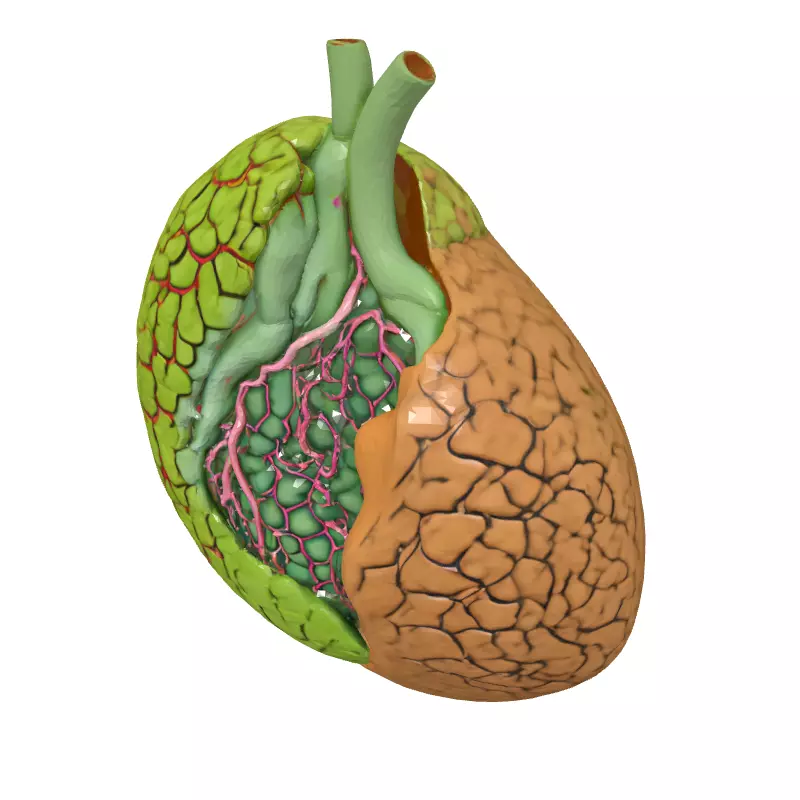 Healthy vs Cirrhotic Liver 3D Model Low-poly 3D model_2