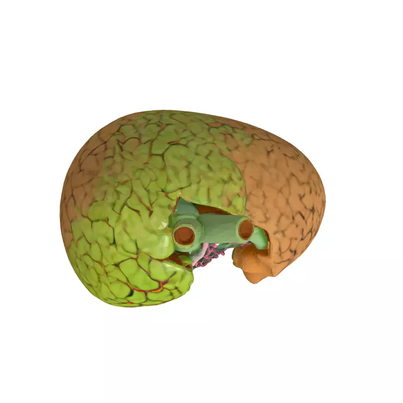 Healthy vs Cirrhotic Liver 3D Model Low-poly 3D model_8