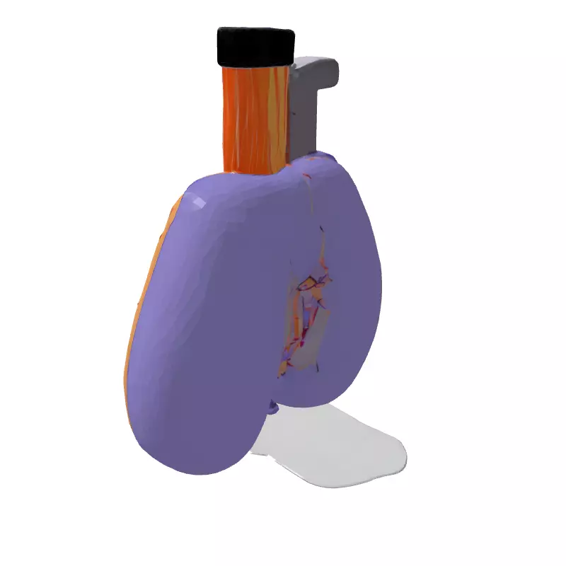 3D Human Lungs Model Low-poly 3D model_5