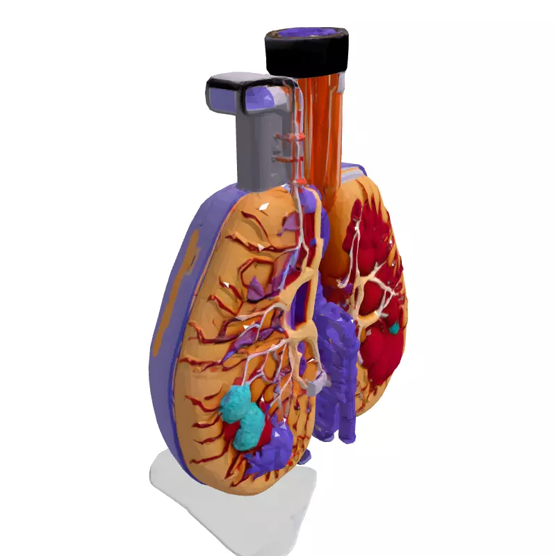 3D Human Lungs Model Low-poly 3D model_3
