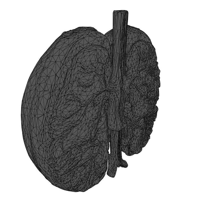 Realistic Human Lungs 3D Model Low-poly 3D model_1
