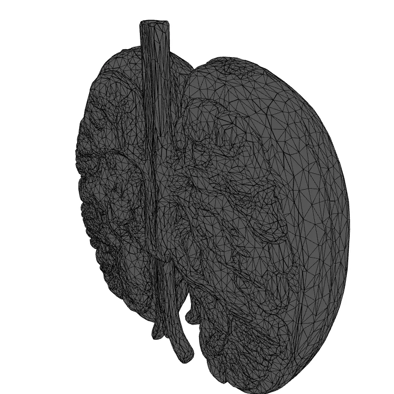 Realistic Human Lungs 3D Model Low-poly 3D model_9