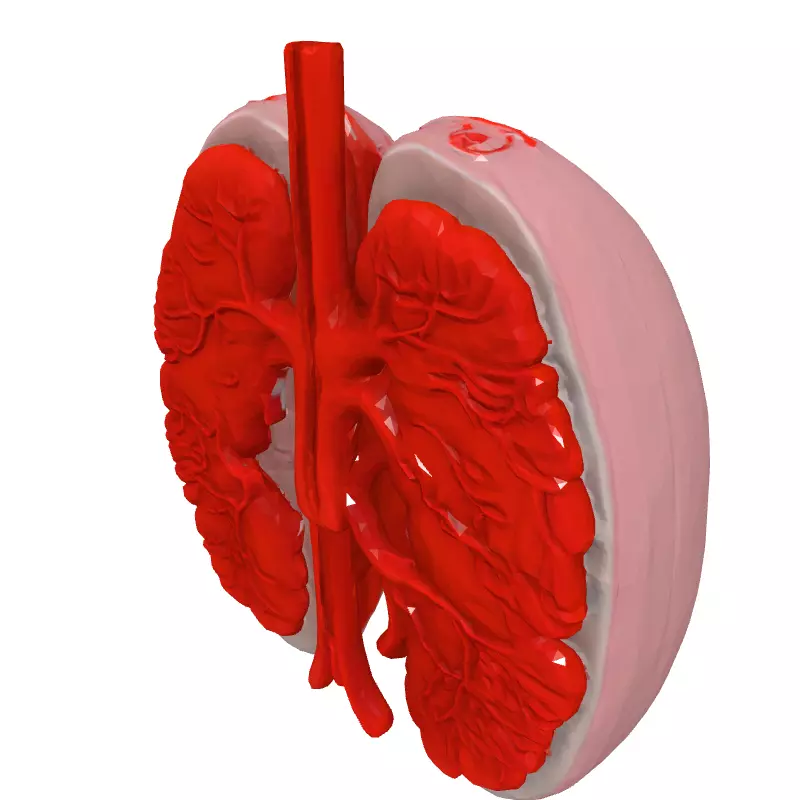 Realistic Human Lungs 3D Model Low-poly 3D model_2