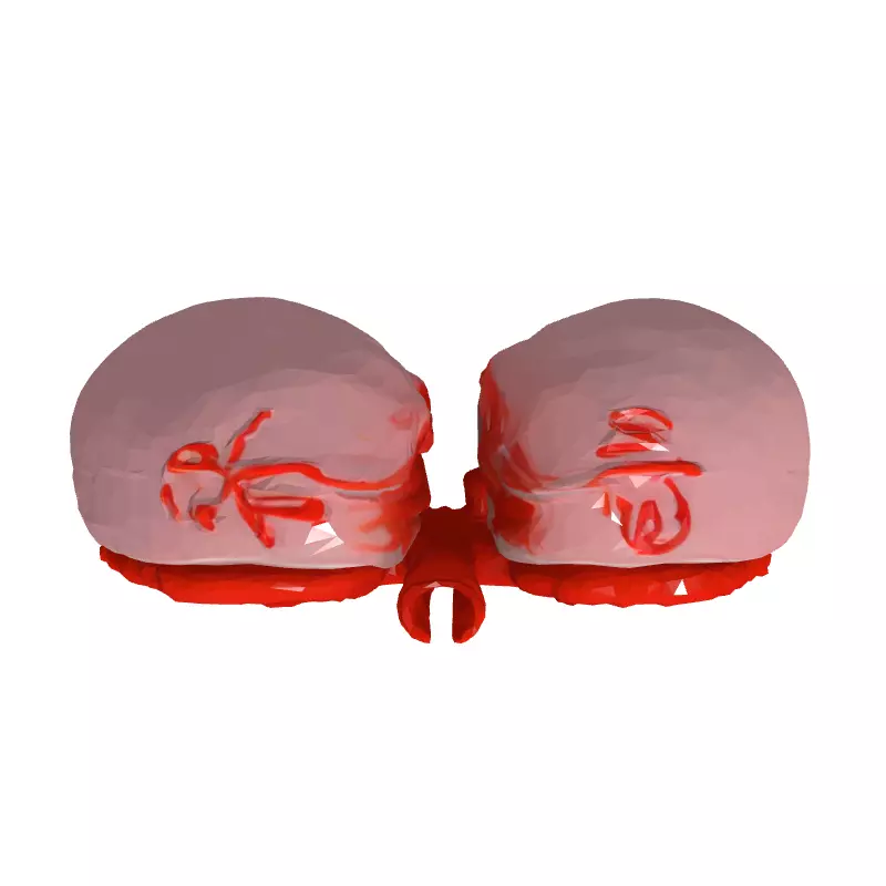 Realistic Human Lungs 3D Model Low-poly 3D model_8