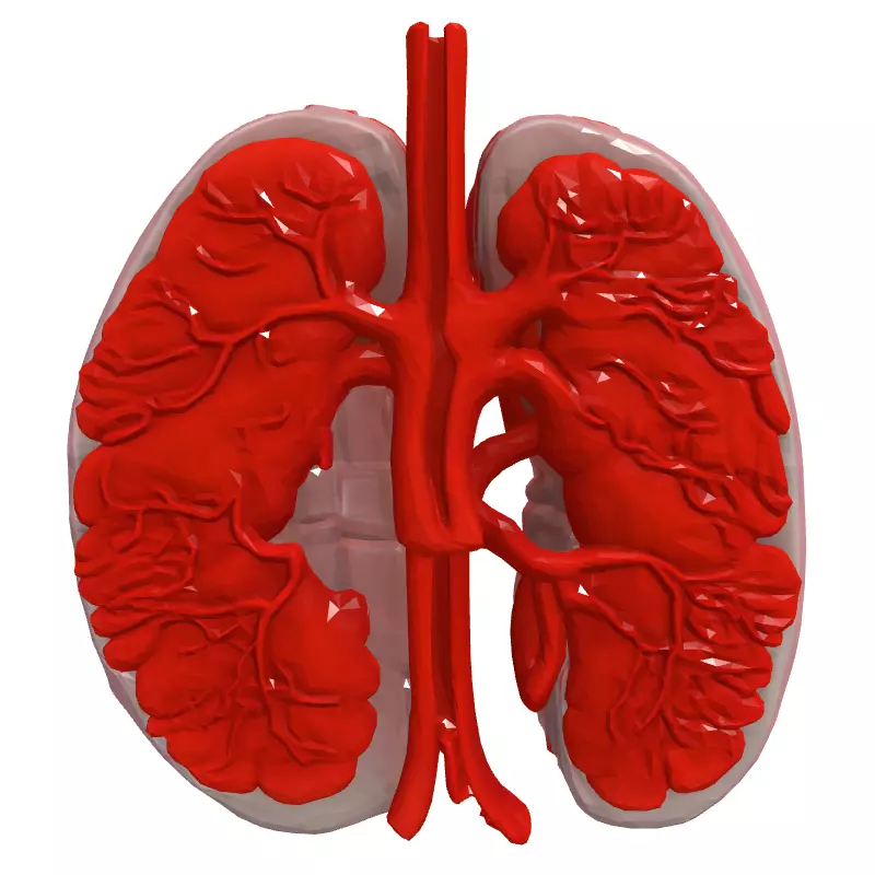 Realistic Human Lungs 3D Model Low-poly 3D model_4
