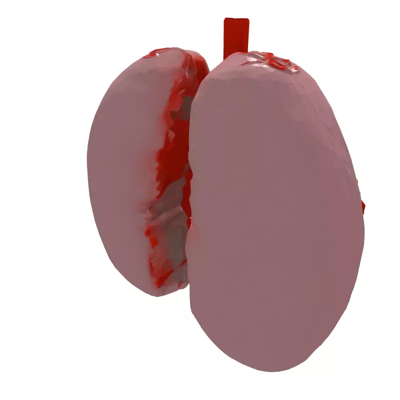 Realistic Human Lungs 3D Model Low-poly 3D model_6