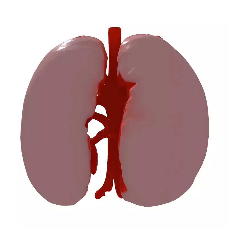 Realistic Human Lungs 3D Model Low-poly 3D model_7
