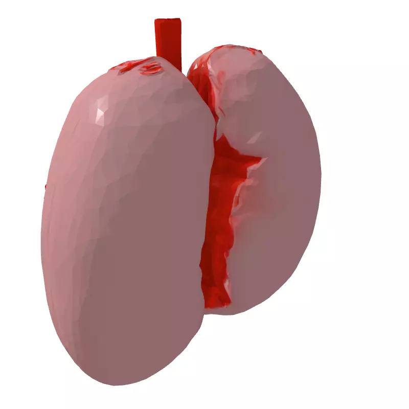 Realistic Human Lungs 3D Model Low-poly 3D model_5