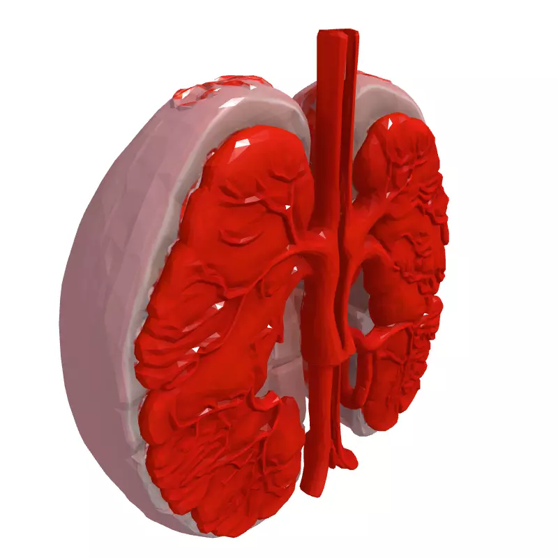 Realistic Human Lungs 3D Model Low-poly 3D model_3