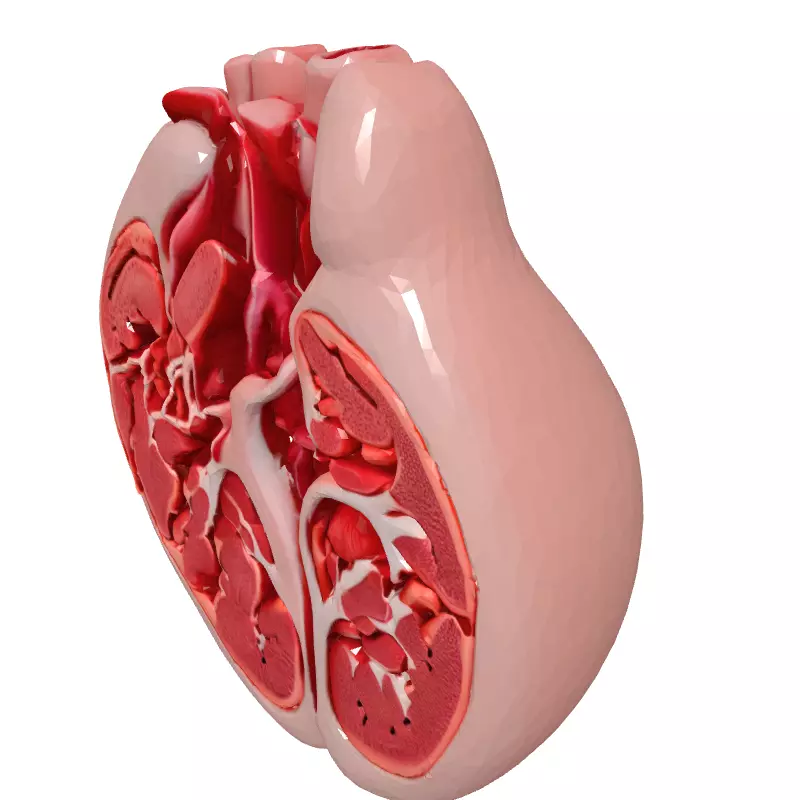 Realistic Anatomical Human Heart Model Low-poly 3D model_2