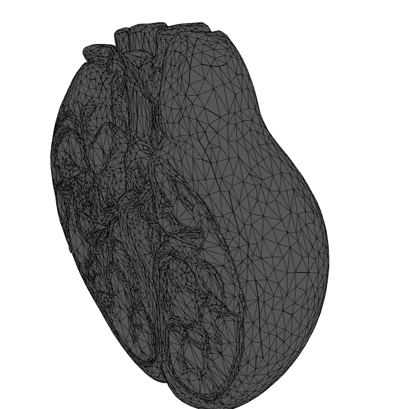 Realistic Anatomical Human Heart Model Low-poly 3D model_9