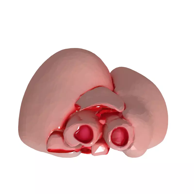 Realistic Anatomical Human Heart Model Low-poly 3D model_8