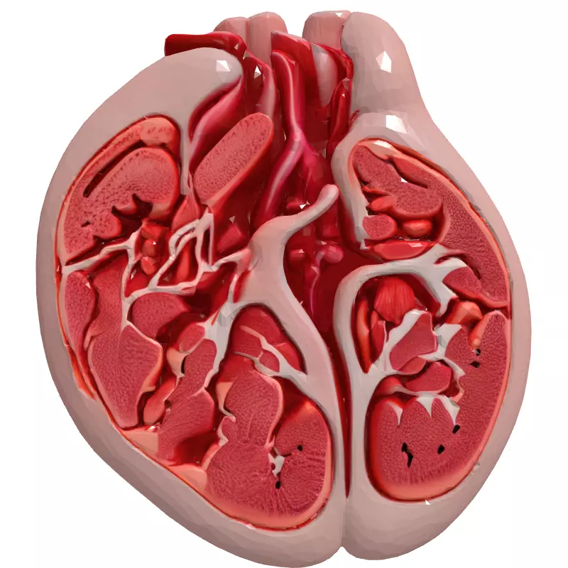 Realistic Anatomical Human Heart Model Low-poly 3D model_4