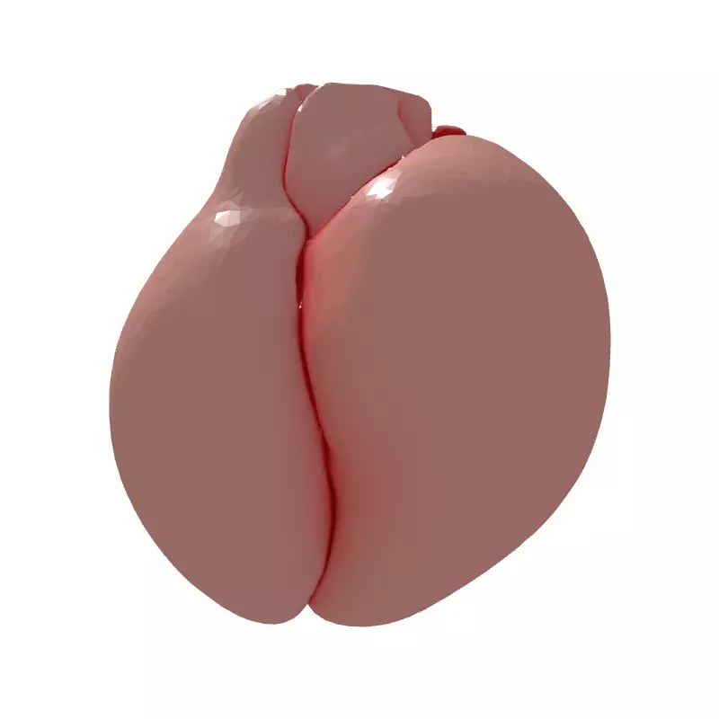 Realistic Anatomical Human Heart Model Low-poly 3D model_7