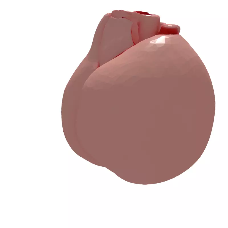 Realistic Anatomical Human Heart Model Low-poly 3D model_6