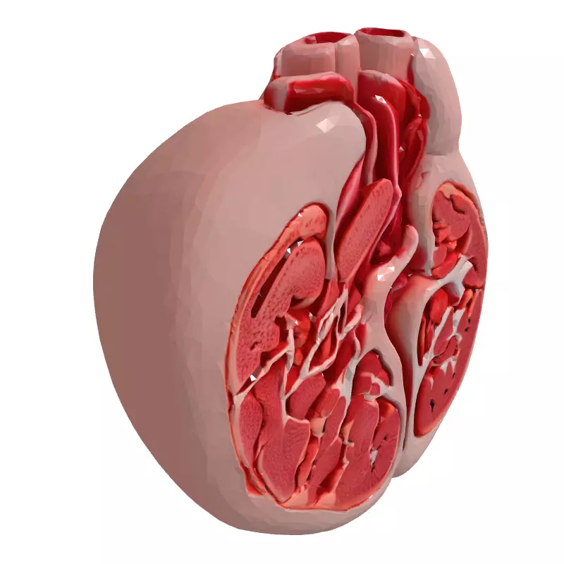 Realistic Anatomical Human Heart Model Low-poly 3D model_3