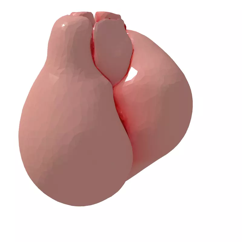 Realistic Anatomical Human Heart Model Low-poly 3D model_5