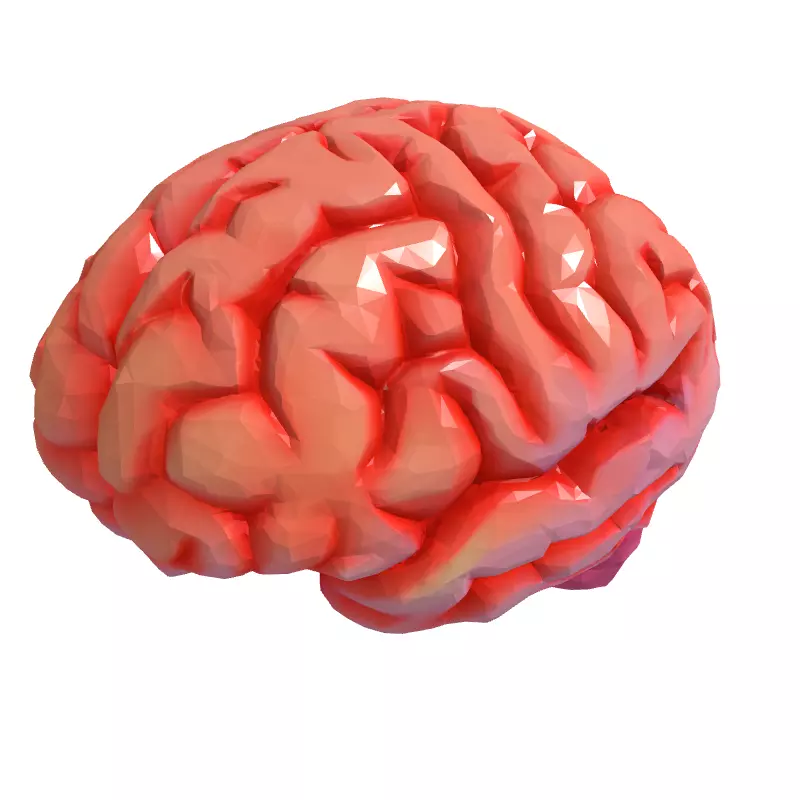 Low Poly Stylized Human Brain Low-poly 3D model_3