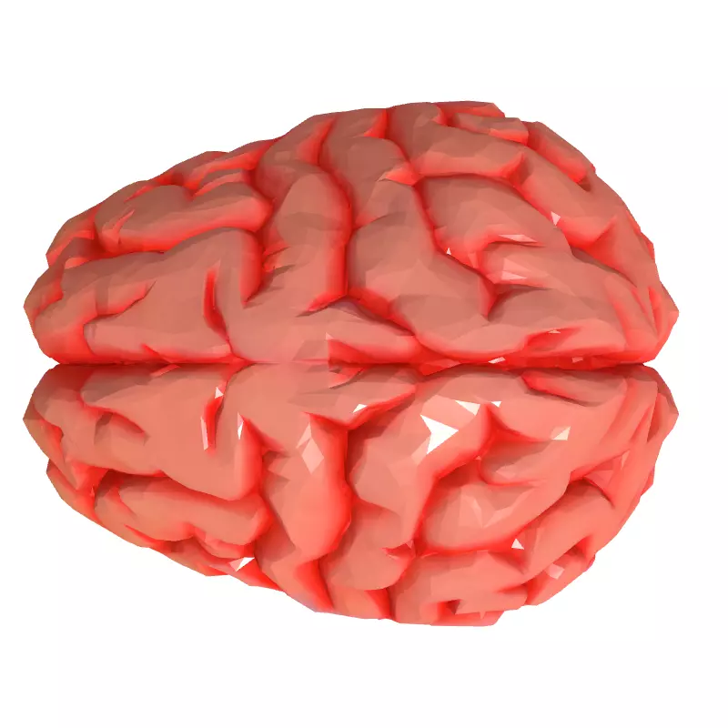 Low Poly Stylized Human Brain Low-poly 3D model_8