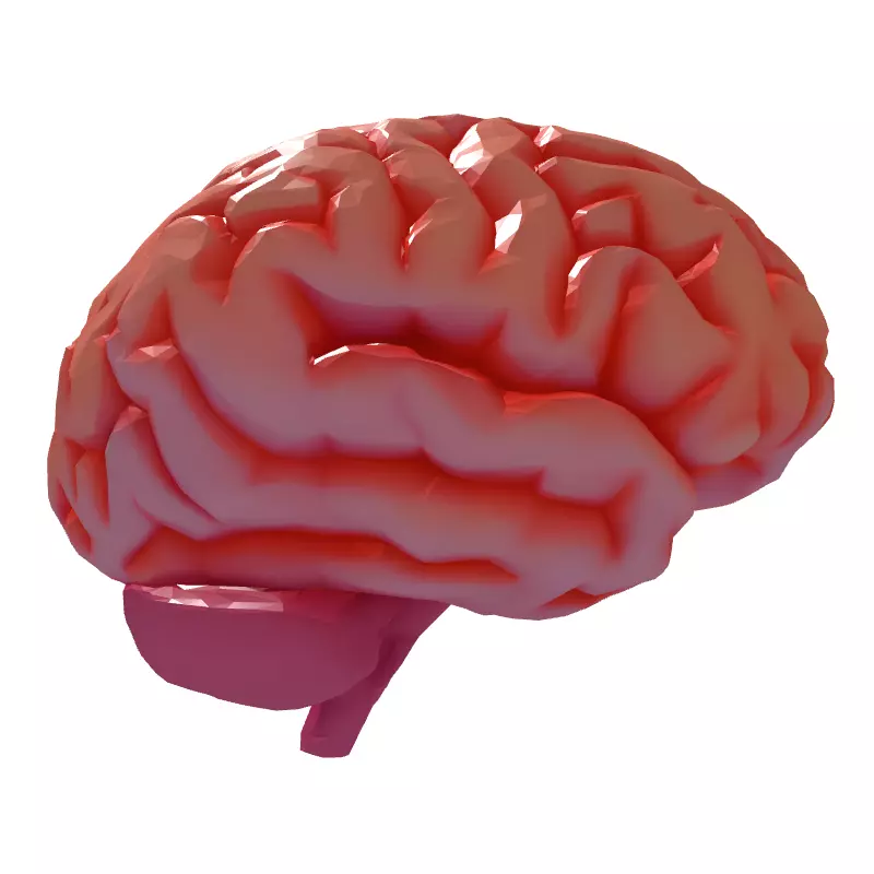 Low Poly Stylized Human Brain Low-poly 3D model_7