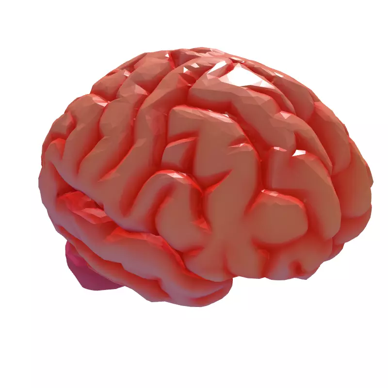 Low Poly Stylized Human Brain Low-poly 3D model_6