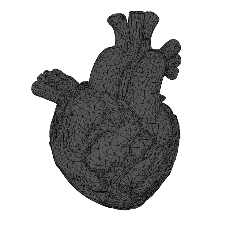 Realistic Anatomical Human Heart 3D Model Low-poly 3D model_1